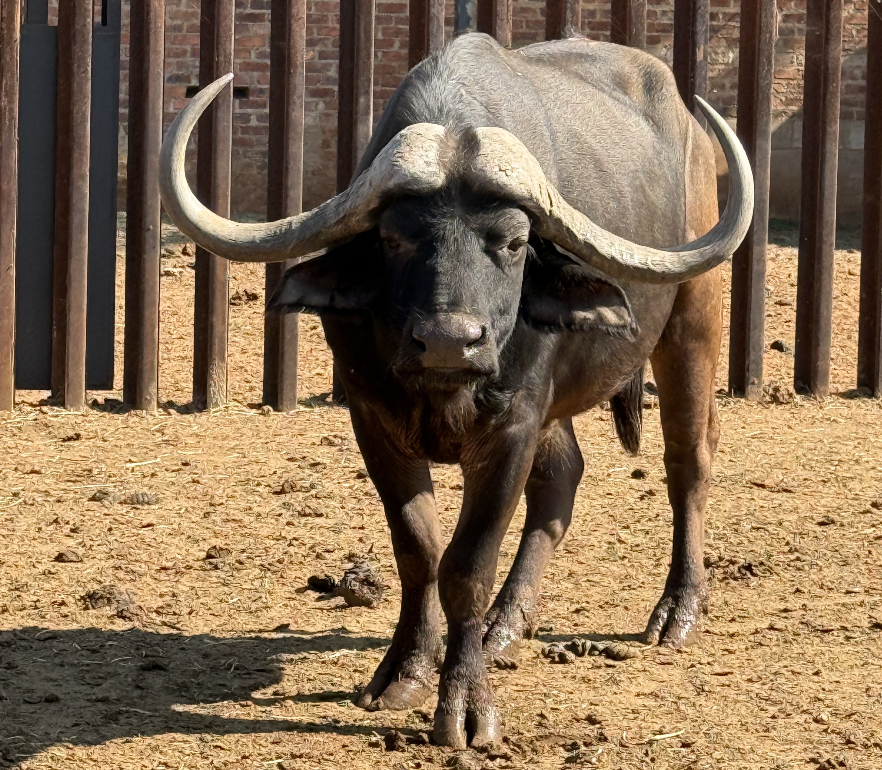 44" Buffalo bull